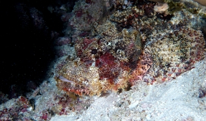 Maldives 2021 - Tasseled scorpionfish - Poisson scorpion a houpe - Scorpaenopsis oxycephala - DSC00722_rc